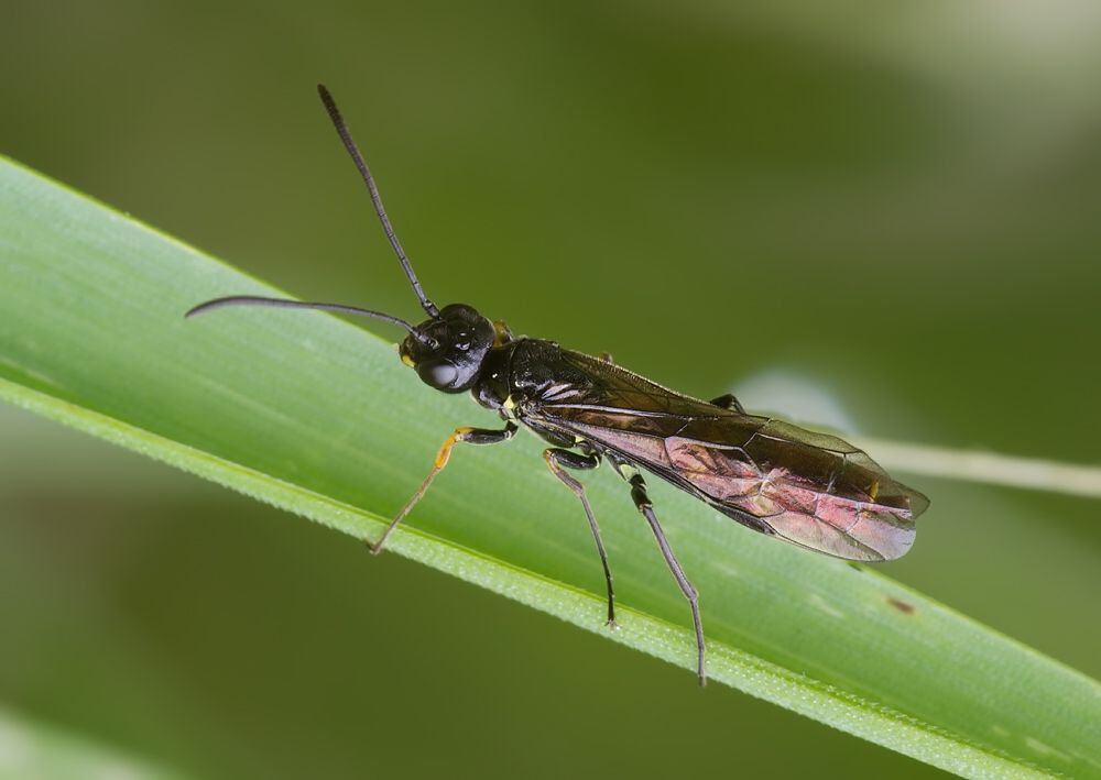 Calameuta filiformis
