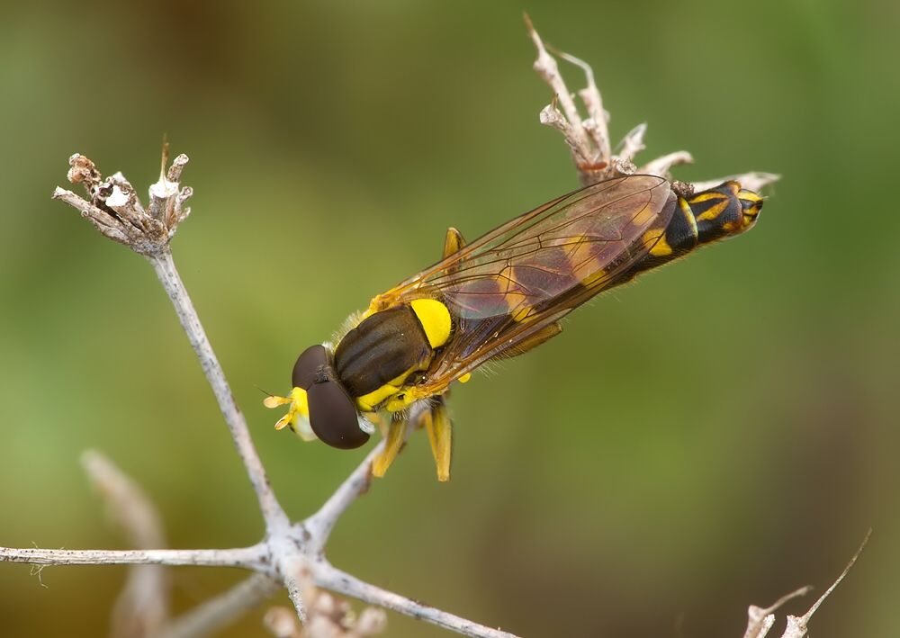 Sphaerophoria rueppelli