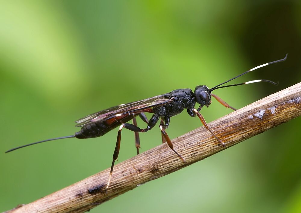 Xorides sepulchralis