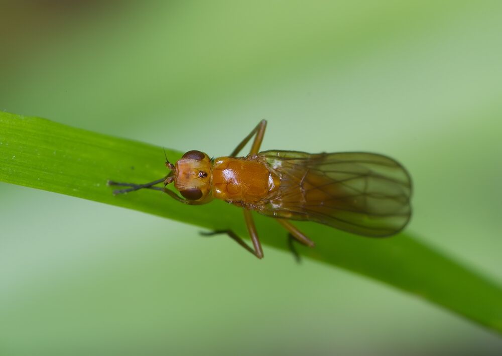 Psila fimetaria