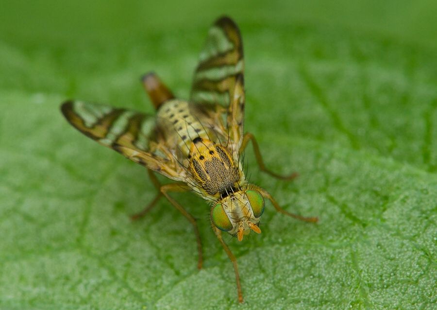 Chaetostomella cylindrica