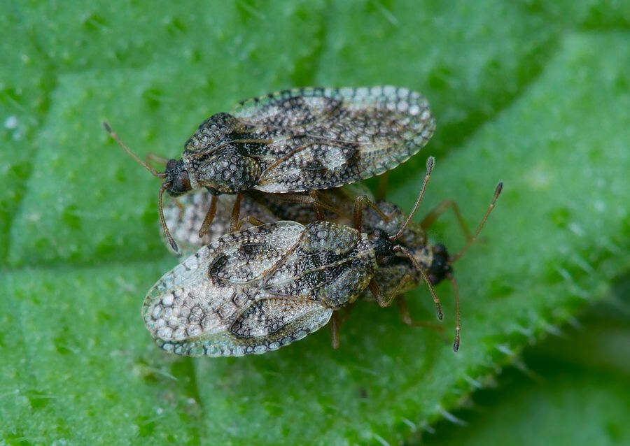 Dictyla humuli