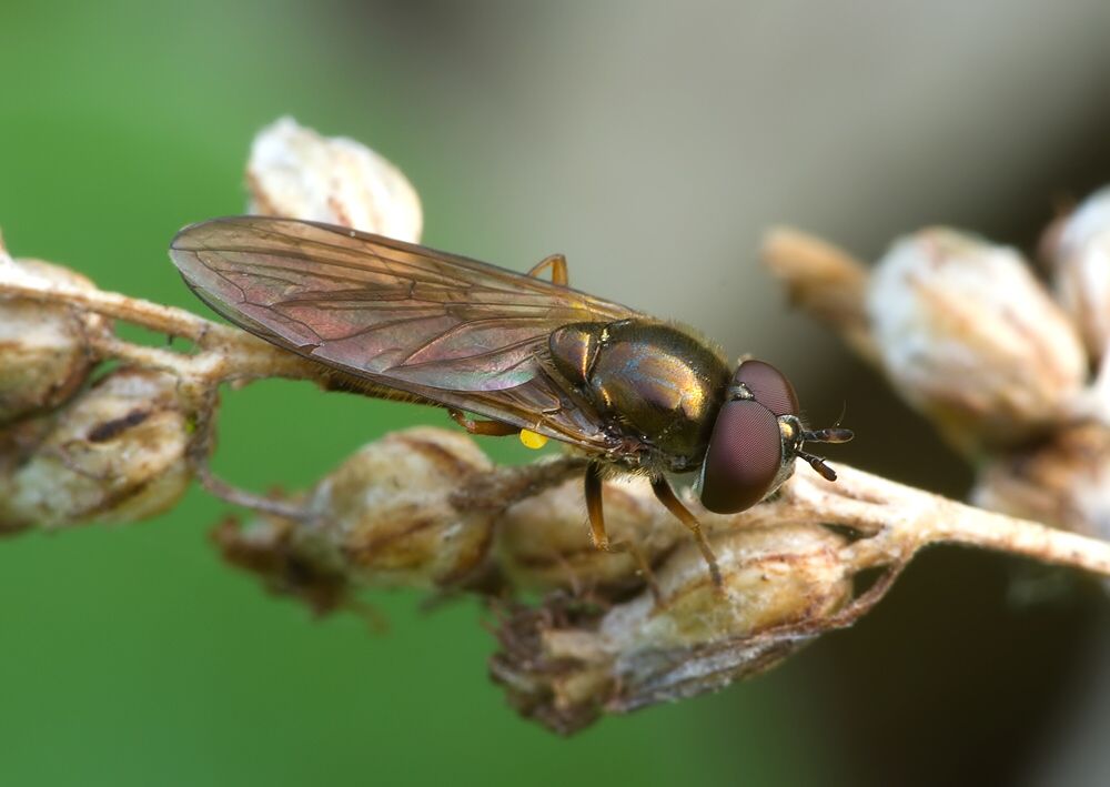 Platycheirus peltatus
