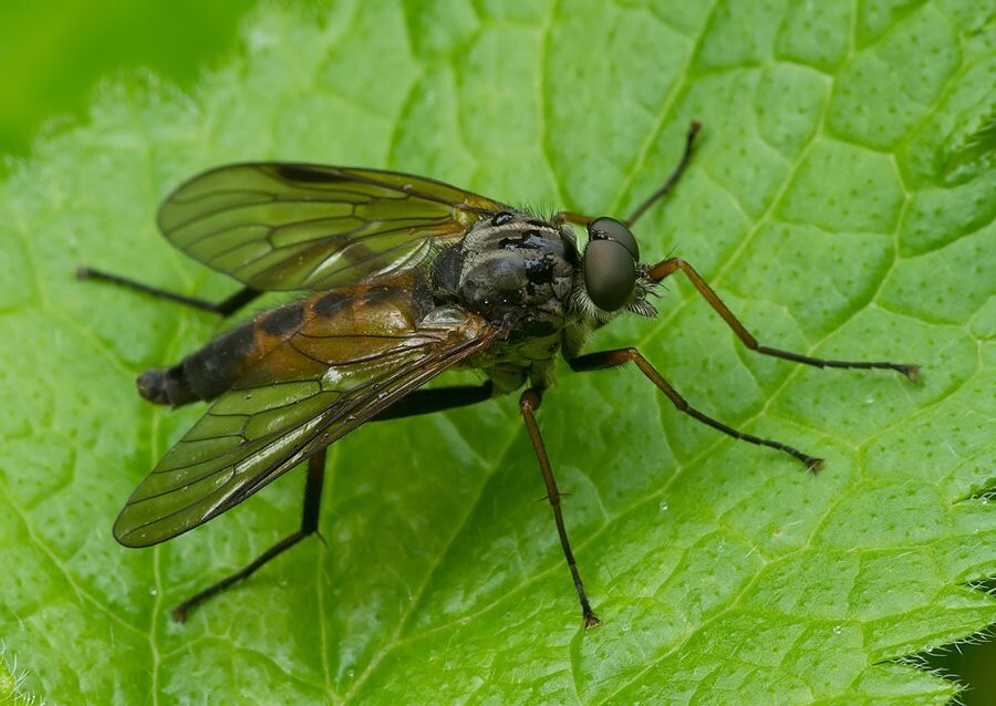 Rhagio notatus
