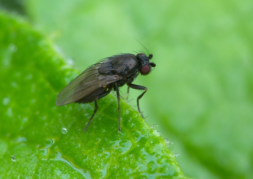 Chaetopleurophora spinosior