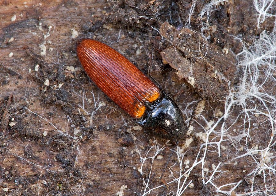 Ampedus pomorum