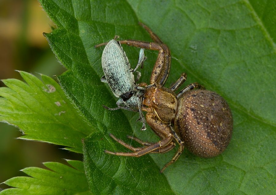 Xysticus cf. ferrugineus