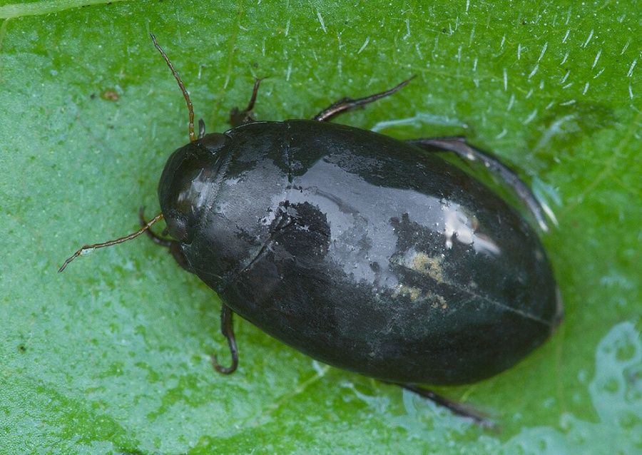 Agabus bipustulatus cf.