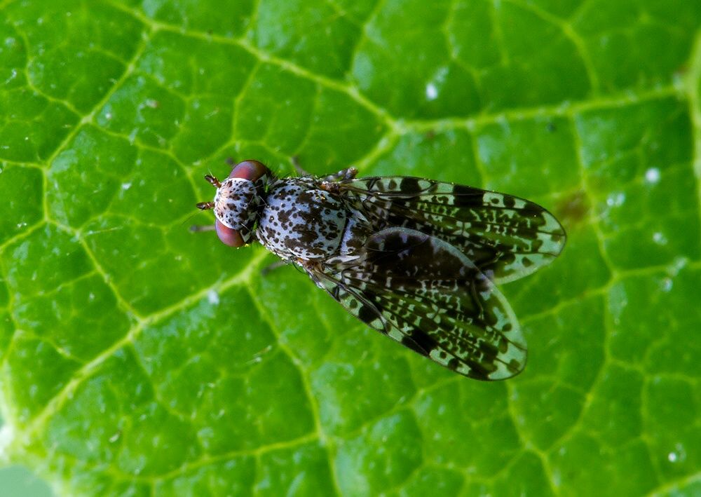 Callopistromyia annulipes