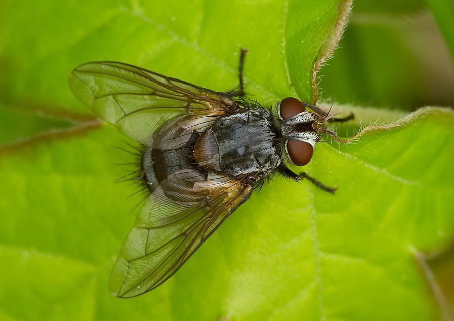 Carcelia lucorum