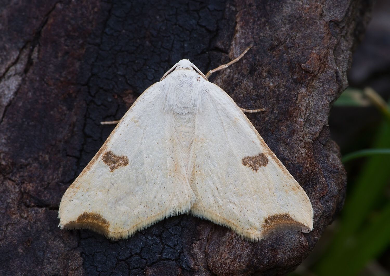 Eilicrinia cordiaria