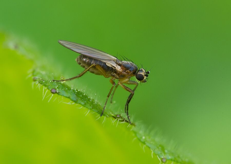 Lonchoptera scutellata