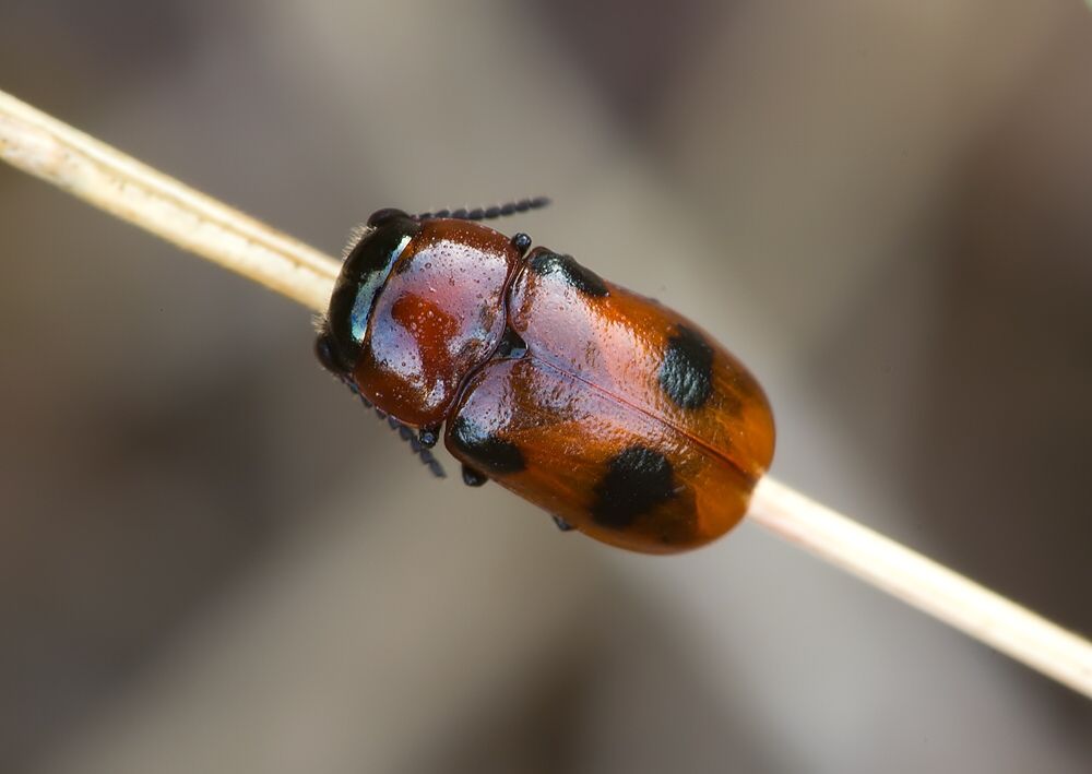 Coptocephala rubicunda
