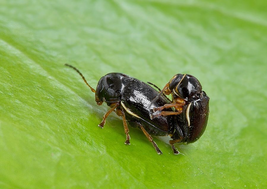 Cryptocephalus flavipes