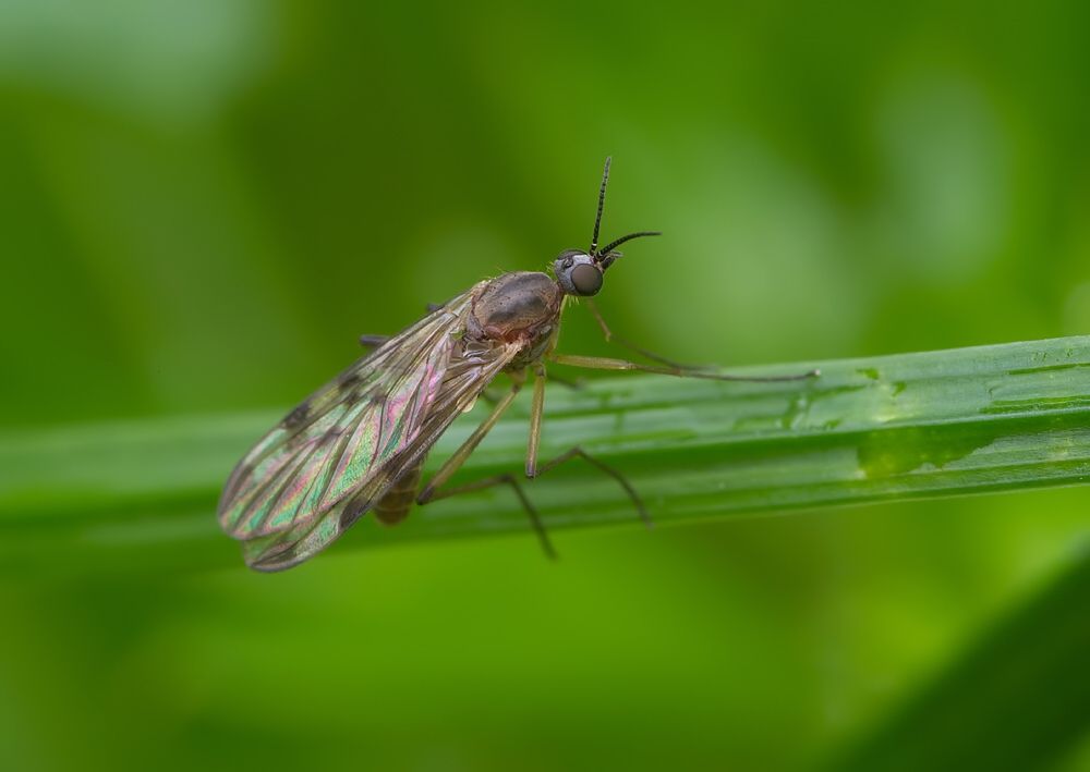 Sylvicola fenestralis
