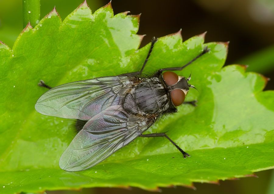 Bithia demotica