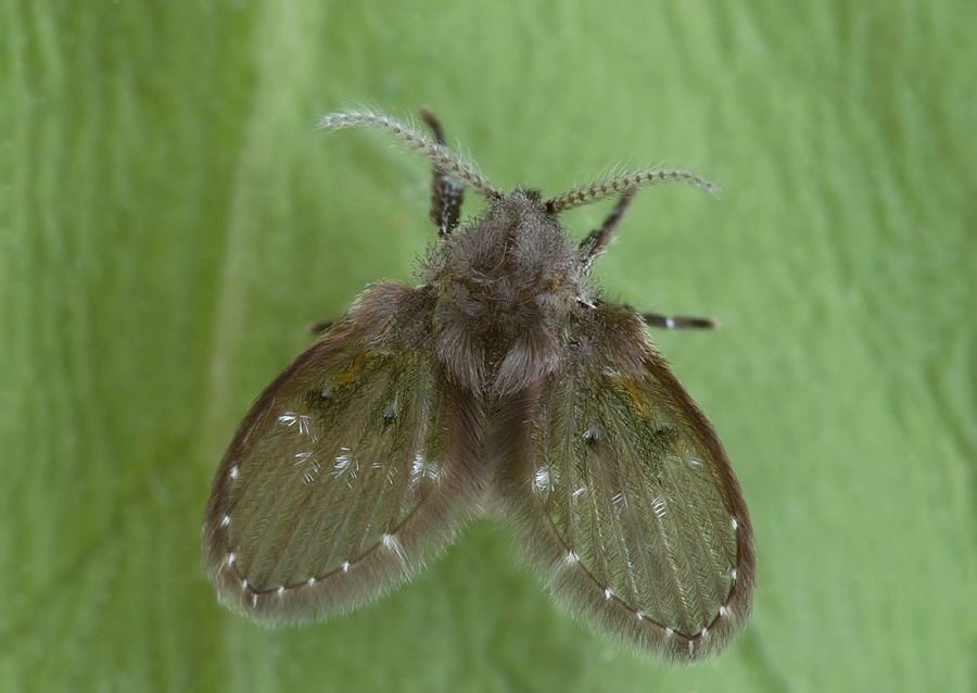Clogmia albipunctatus