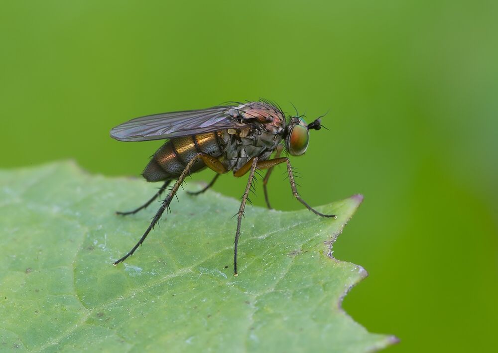 Dolichopus ungulatus