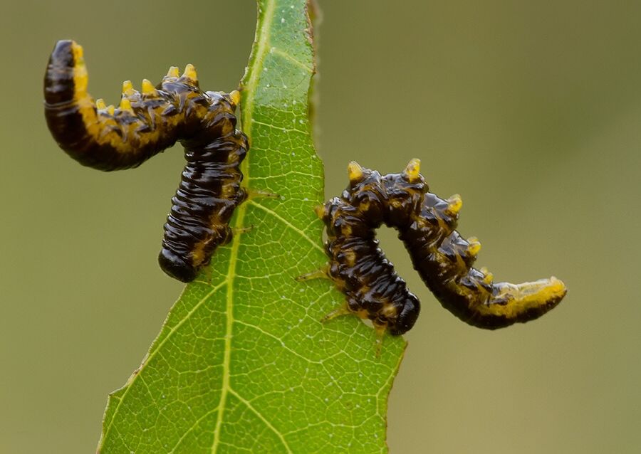 Craesus latipes