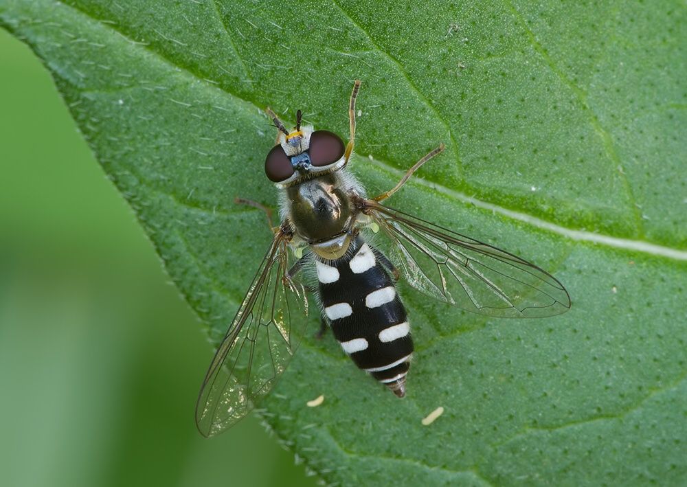 Melangyna umbellatarum