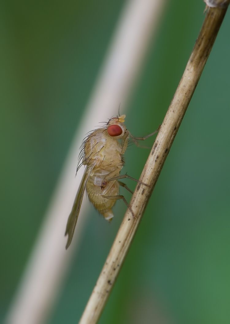 Tricholauxania praeusta