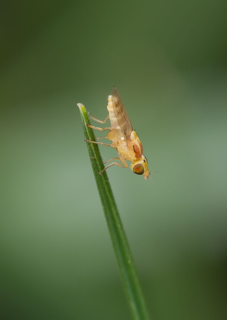 Meromyza femorata