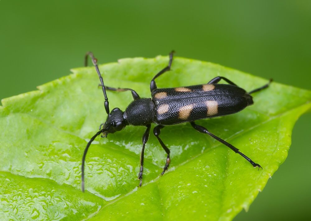 Anoplodera sexguttata