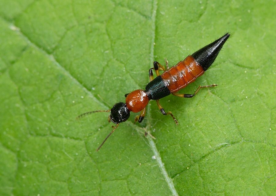 Paederus littoralis