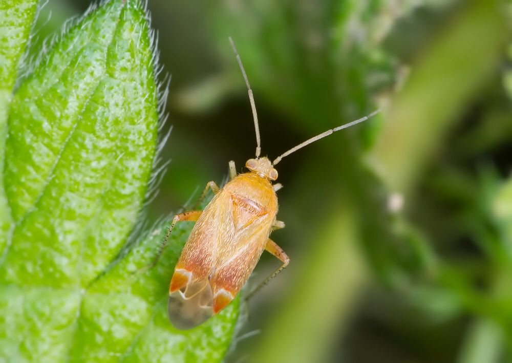 Psallus varians cf.