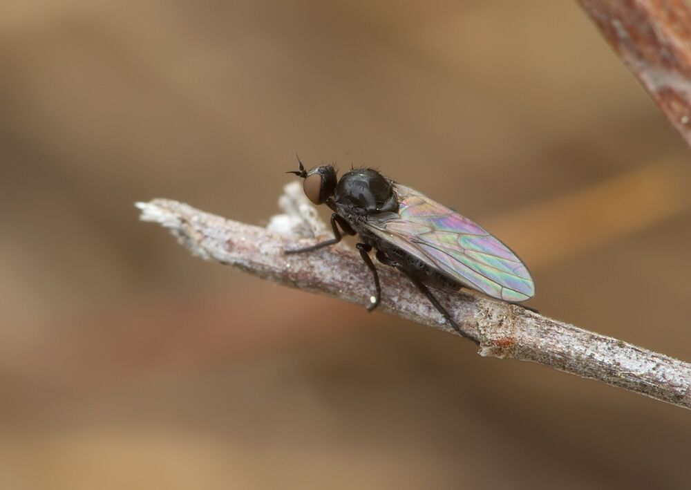 Empis chioptera