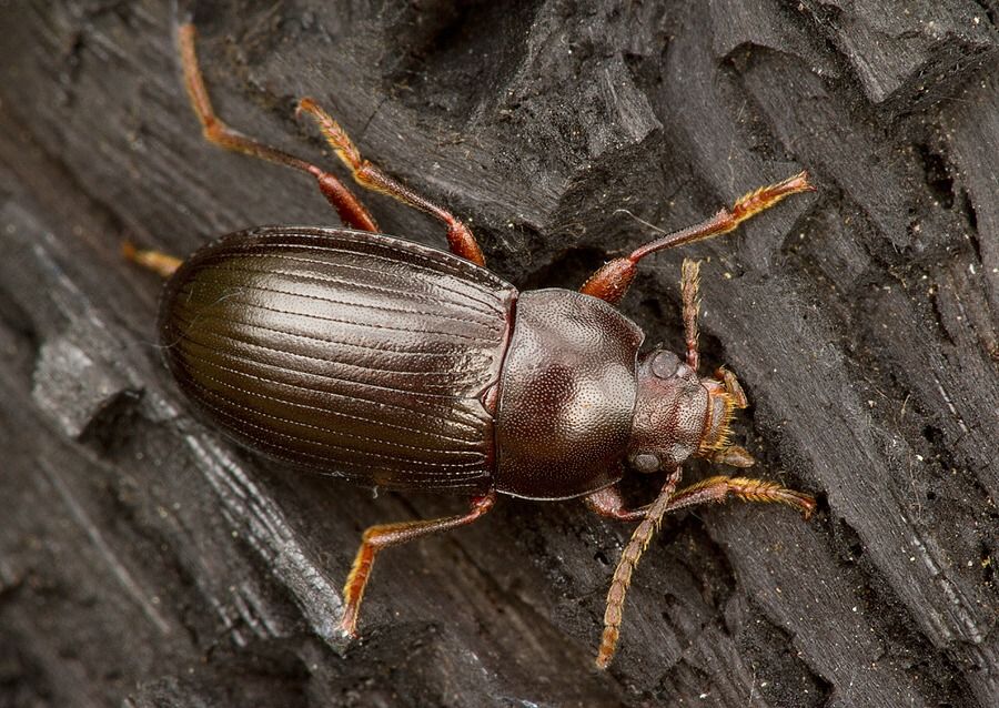 Nalassus dermestoides