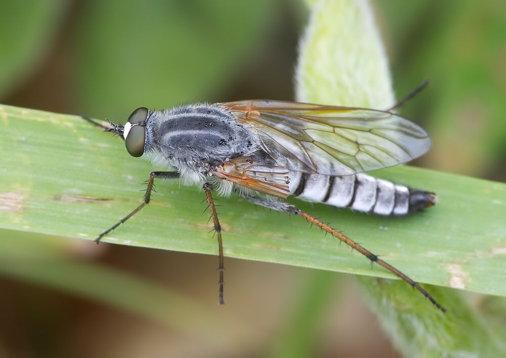 Acrosathe annulata