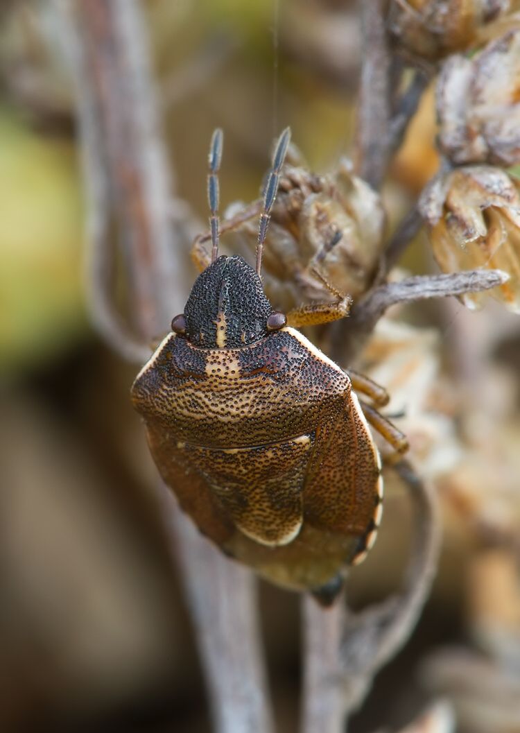 Rubiconia intermedia