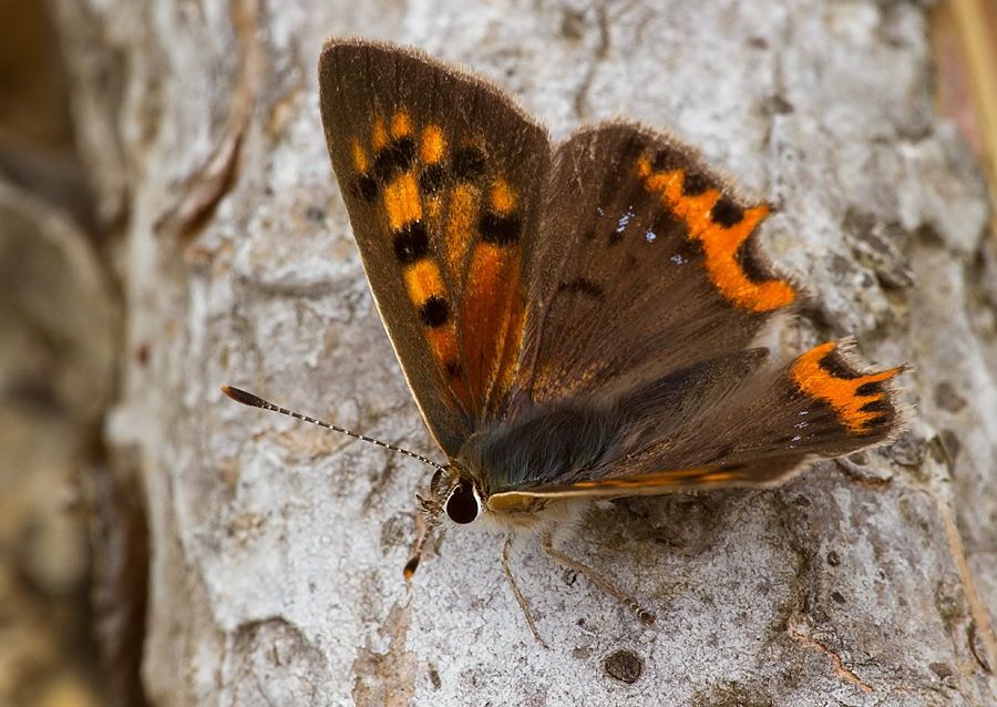 Lycaena phlaeas
