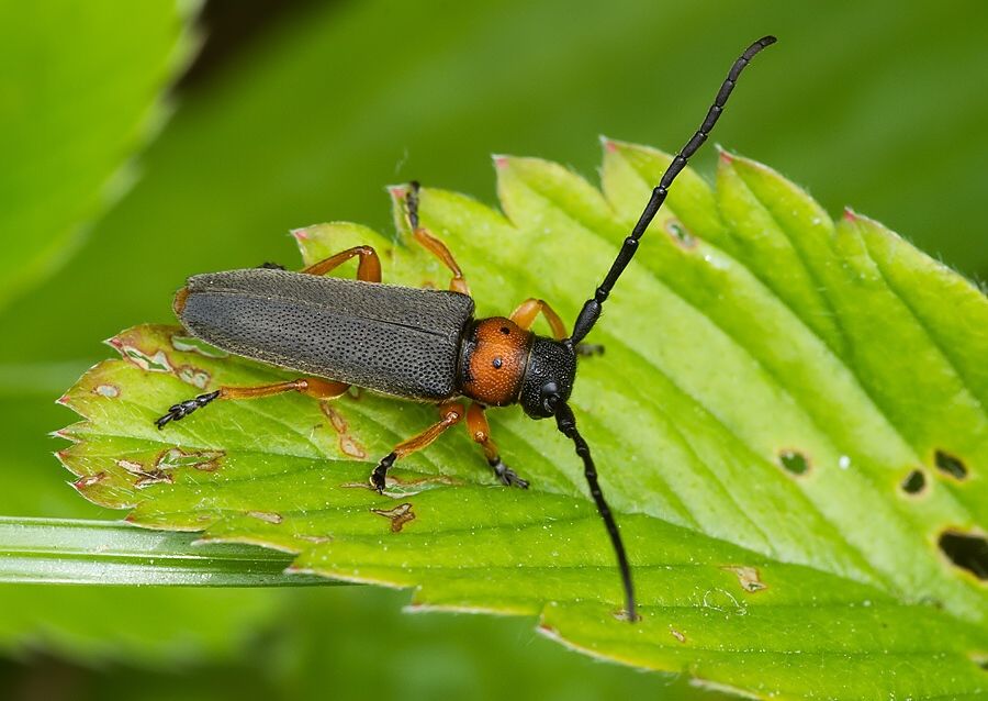 Musaria affinis