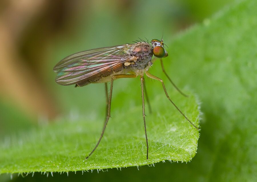 Sciapus lobipes