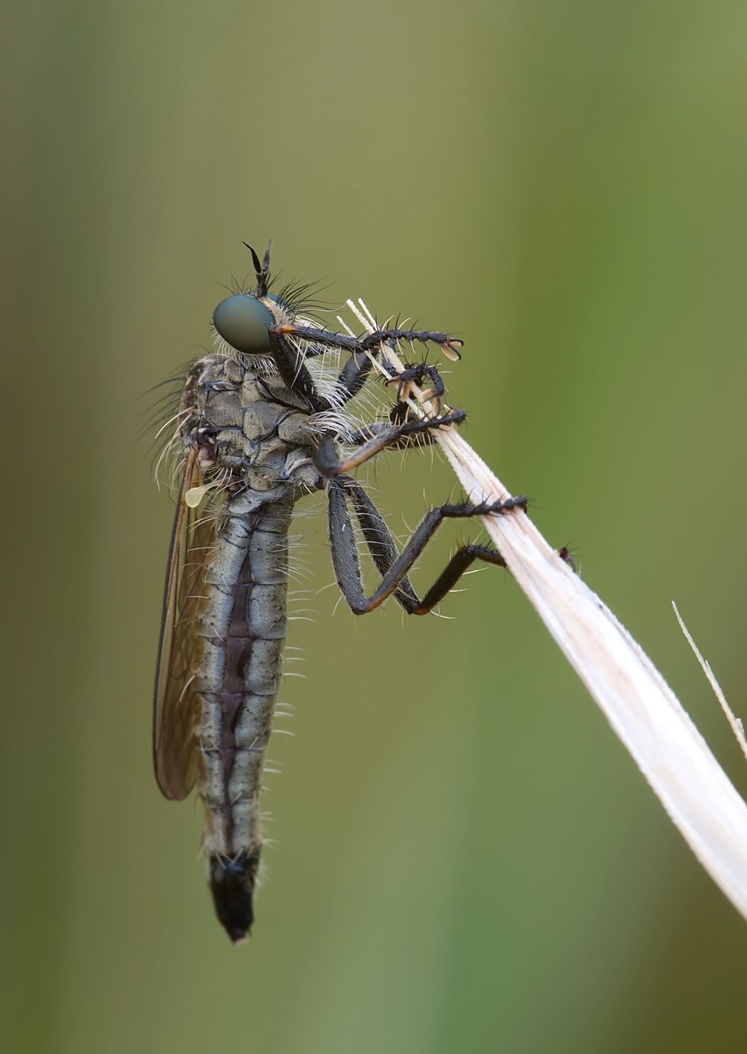 Dysmachus bifurcus