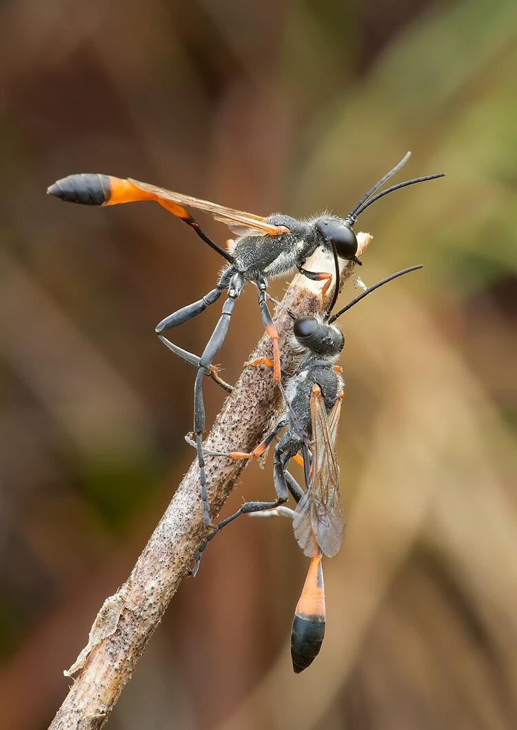 Ammophila heydeni