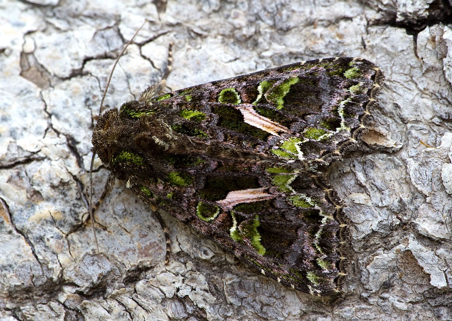 Trachea atriplicis