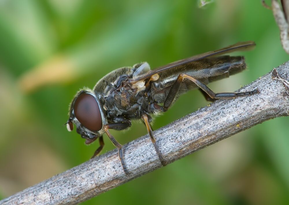Cheilosia barbata