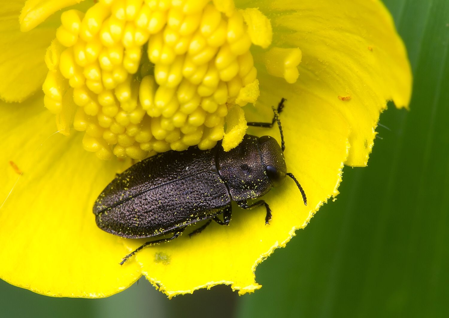 Anthaxia quadripunctata
