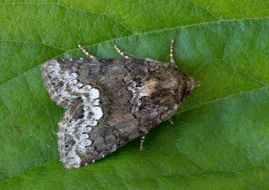 Oligia strigilis