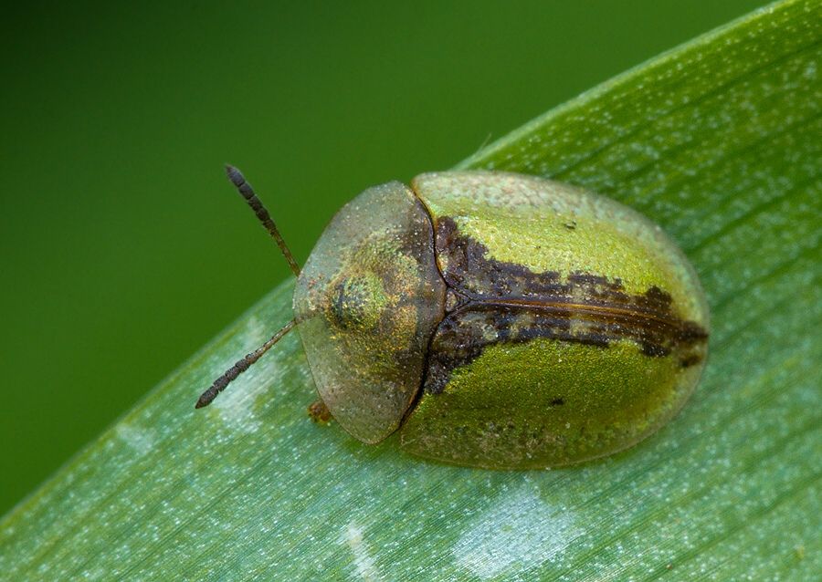 Cassida vibex