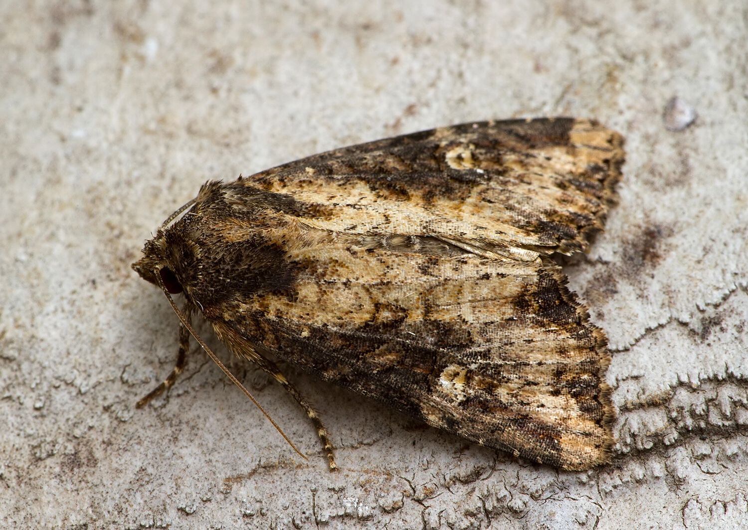 Apamea ophiogramma