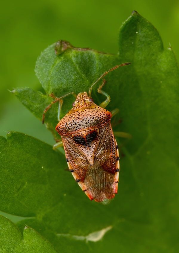 Elasmucha grisea