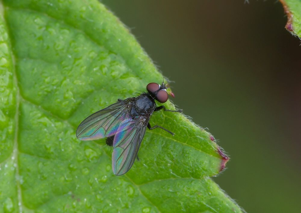 Eudasyphora cyanella