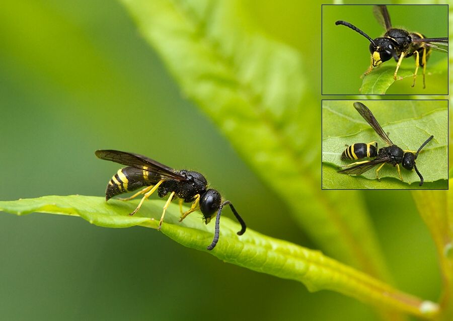 Ancistrocerus trifasciatus