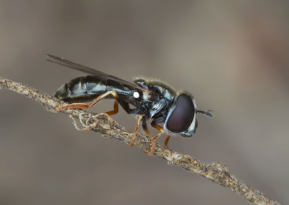 Paragus tibialis