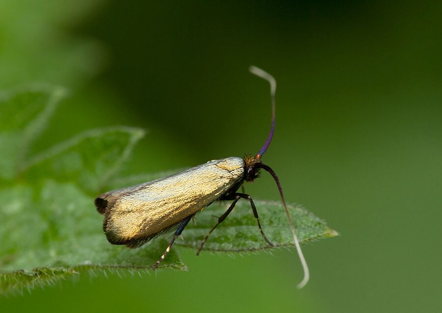 Adela reaumurella