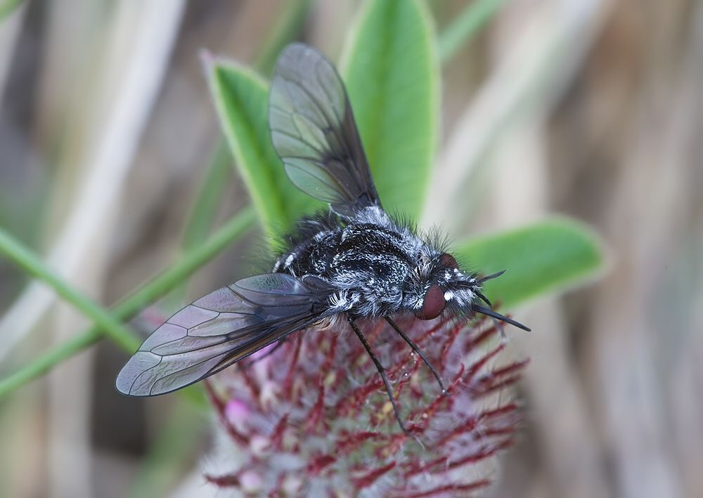 Bombylella atra